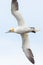 Close-up portrait gannet morus bassanus in flight