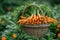 Close up portrait gardener with bunch of carrots in hand in garden