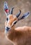 Close up portrait of gazelle looking at camera eating