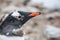 Close-up portrait of gentoo penguin against nature background