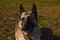 Close-up portrait of german shepherd dog outdoors. Beautiful dog guard