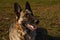 Close-up portrait of german shepherd dog outdoors. Beautiful dog guard
