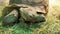 Close up portrait of a giant tortoise muzzle looking around.