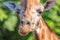 Close up Portrait of a Giraffe, Green Background