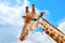 Close-up portrait of a giraffe over blue sky with white clouds