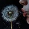 Close-up portrait of a girl blowing dandelion head and flying seeds on a black background.
