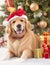 Close-up portrait of a golden retriever with a bow on it's head next to a stack of Christmas gifts. AI generated.