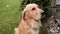 Close up portrait of golden retriever dog sitting on the grass and looking up. Sad retriever dog posing and looking to the camera
