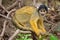 Close up portrait of Golden Squirrel Monkey Saimiri sciureus in Pampas del Yacuma, Bolivia