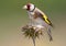 Close up portrait of goldfinch isolated on blurred background