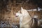 Close-up portrait of gorgeous beige and white husky dog. Image of prideful Siberian husky lying in the withered grass