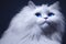 Close up portrait of a gorgeous fluffy ragdoll cat with blue eyes, generative AI