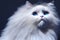 Close up portrait of a gorgeous fluffy ragdoll cat with blue eyes, generative AI