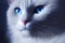 Close up portrait of a gorgeous fluffy ragdoll cat with blue eyes, generative AI