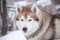 Close-up portrait of gorgeous and free beige dog breed siberian husky lying on the snow in the fairy winter forest