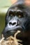 Close up portrait Gorilla