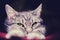 Close-up portrait of a gray funny cat stretched out on a red bed