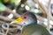 Close up portrait of gray necked Wood Rail bird Aramides Cajaneus,