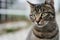 Close-up portrait of a gray street cat