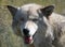 Close Up Portrait of a Gray Wolf in Sunlight