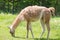 Close up portrait of grazing Guanako llama Lama guanicoe on green grass.