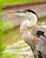 Close up portrait of great blue heron