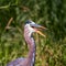 Close up portrait of a great blue heron with mouth open.Anhinga trail.Everglades National  Park.Florida.USA