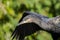 Close up portrait of a Great Cormorant