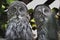 Close-up portrait of great grey owls pair looking at camera