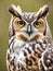 Close up portrait of a great horned owl
