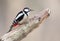 Close up portrait of great spotted woodpecker. Male.