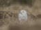 Close-up portrait of a great strong white owl with huge yellow eyes.