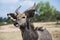The Close up portrait of greater kudu antelope