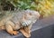 Close up portrait green iguana Iguana iguana large lizard reptile