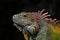 Close up portrait of green iguana male on black