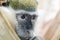 Close-up portrait of green monkey. Young green monkey. Vervet Monkey