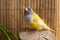 A close-up portrait of green red-headed Gouldian Finch.