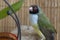 A close-up portrait of green red-headed Gouldian Finch. Against a background of bamboo.