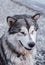 Close-up portrait of a grey Alaskan Malamute