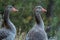 Close-up portrait of grey Anser anser geese with a long neck