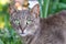 Close up portrait of grey cat with green eyes on green grass background. non-pedigree cats