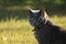 Close up portrait of grey chartreux cat outdoors