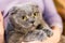 Close up portrait of grey fluffy cat on owner hand. Fat satisfied cat with big yellow eyes. Home pet care and friendship