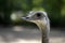 Close-up Portrait of grey greater rhea Rhea americana