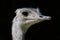 Close-up Portrait of grey Greater rhea Rhea americana