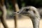 Close-up Portrait of grey greater rhea Rhea americana