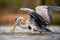 A close up portrait of a Grey heron bird fishing in a waterhole