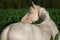 Close up portrait of grey mare in corn field