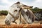 Close up portrait of a grey, small donkey nibbling and chewing the stable wood log fence in a farm on a cloudy day