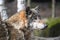 Close-up portrait of the grey wolf in the forest